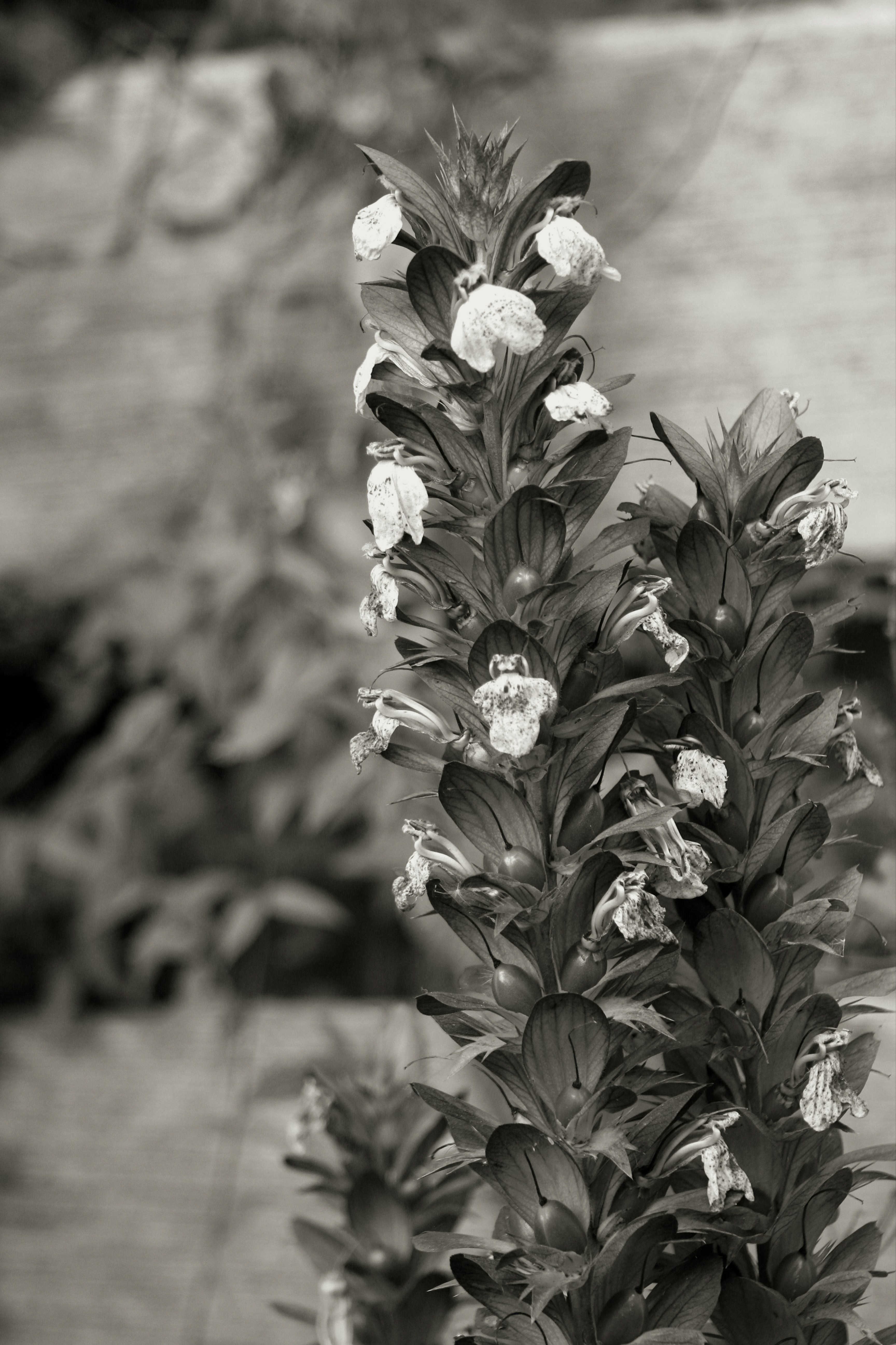 Ein Schwarz-Weiß-Foto einer Blume