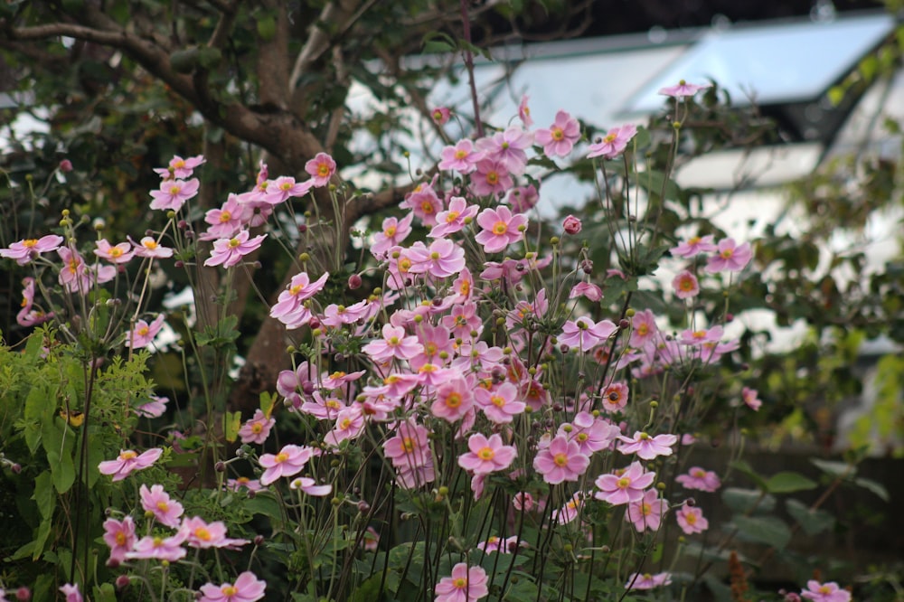 a bunch of pink flowers in a garden