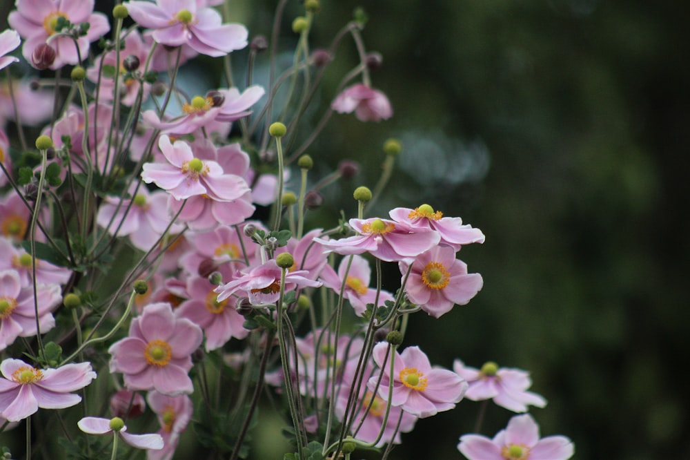 a bunch of pink flowers that are blooming