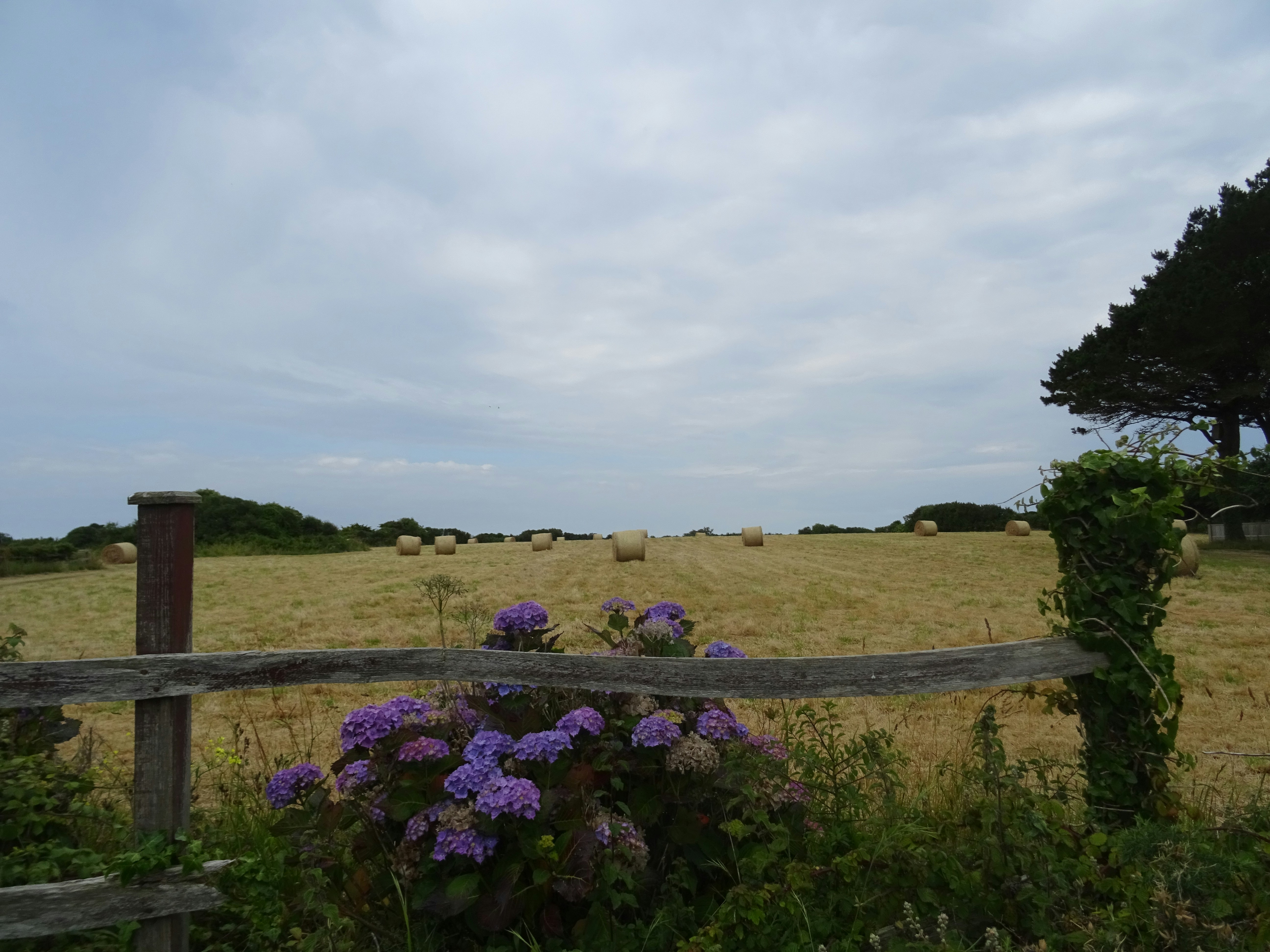 a field with a wooden fence and purple flowers