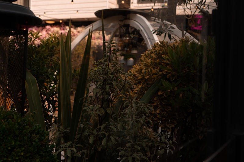 Vista di una casa circondata da vegetazione