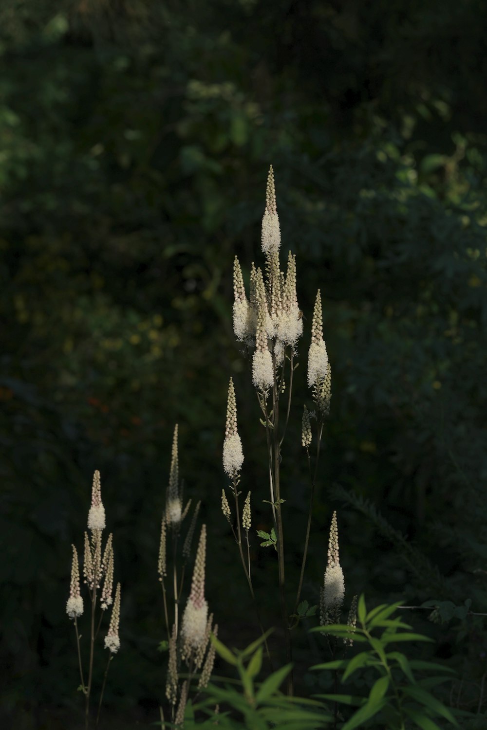 a group of white flowers in a forest