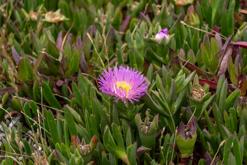 a purple flower is growing in the grass