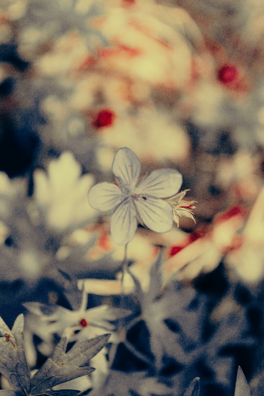 a small white flower sitting on top of a lush green field