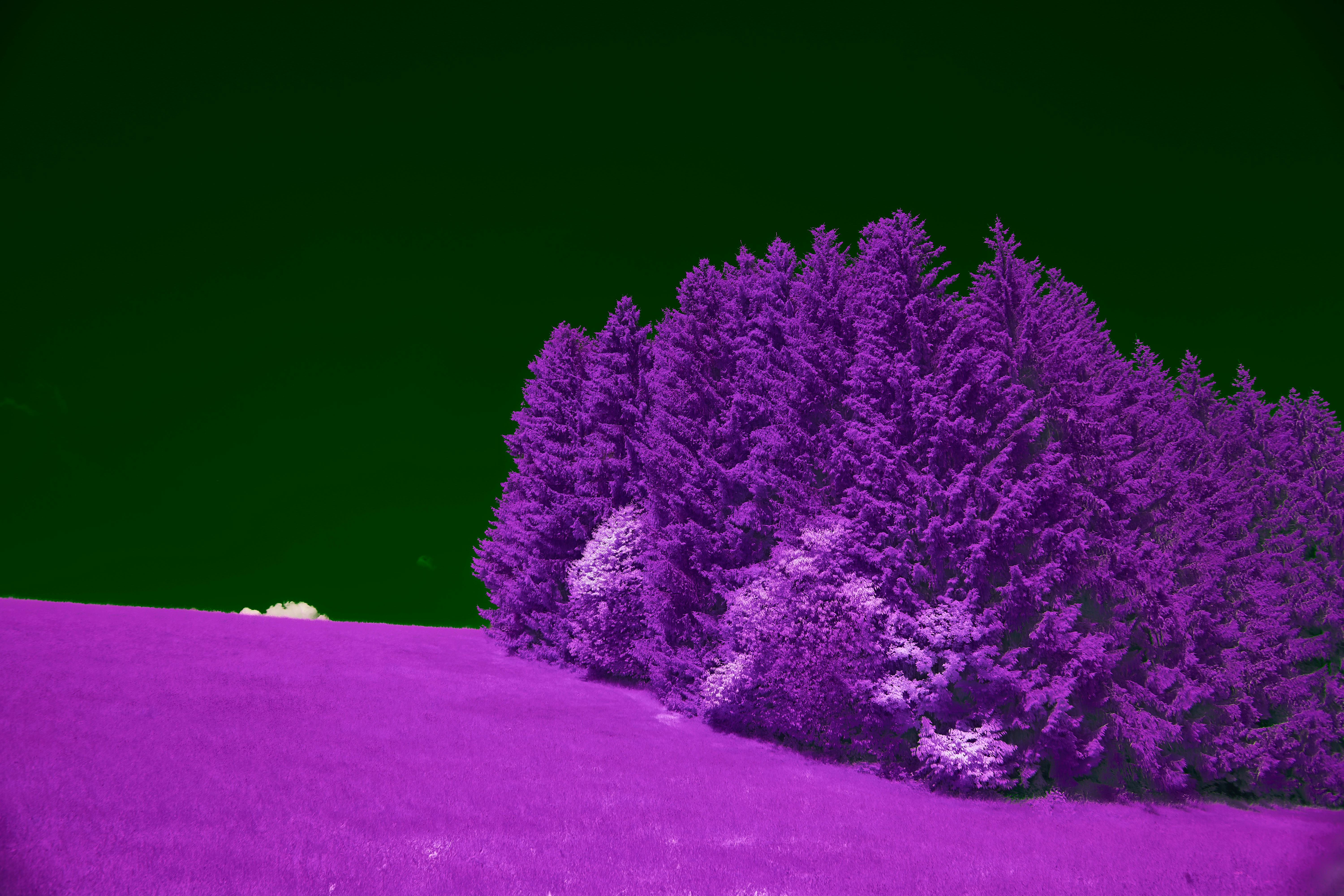 Photo by wolfgang_hasselmann