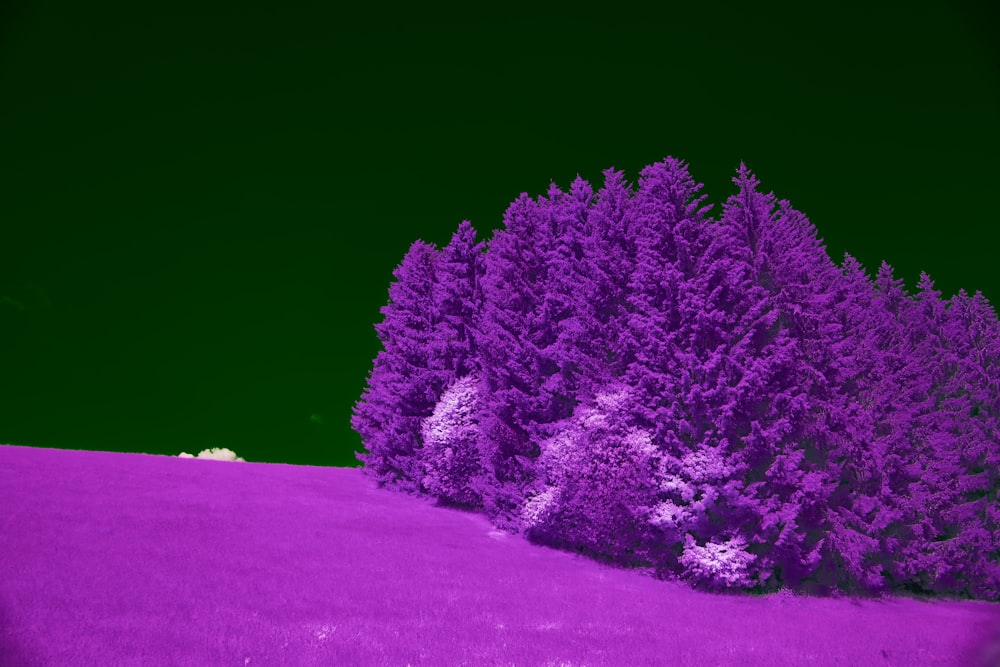 a purple field with trees in the background