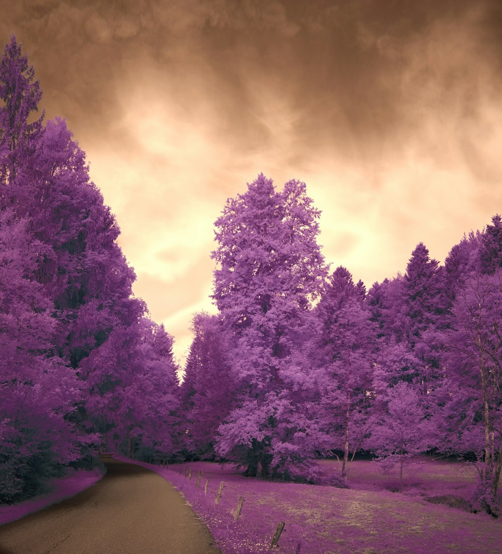 a dirt road surrounded by purple trees under a cloudy sky