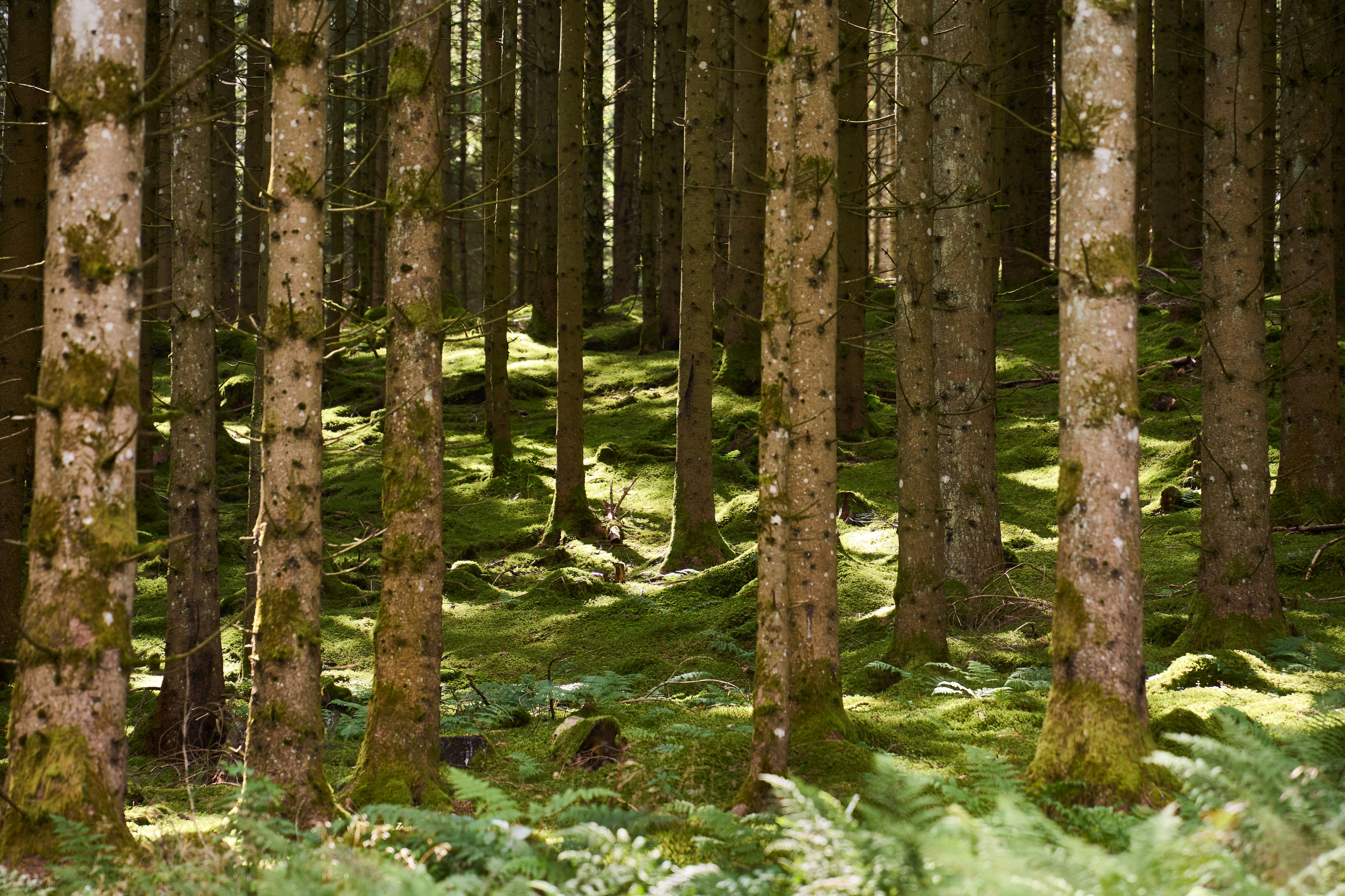 Photo by wolfgang_hasselmann