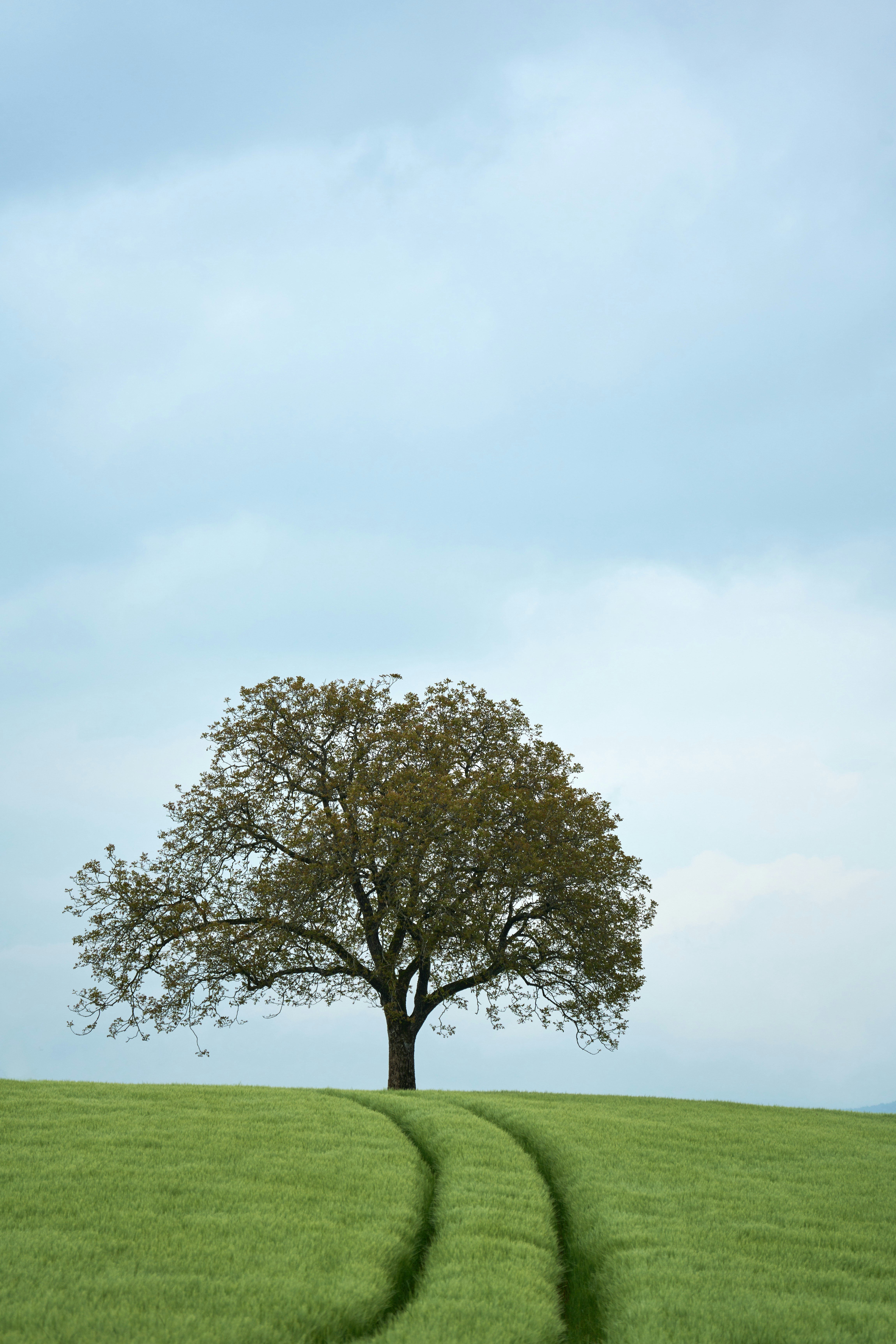 Photo by wolfgang_hasselmann