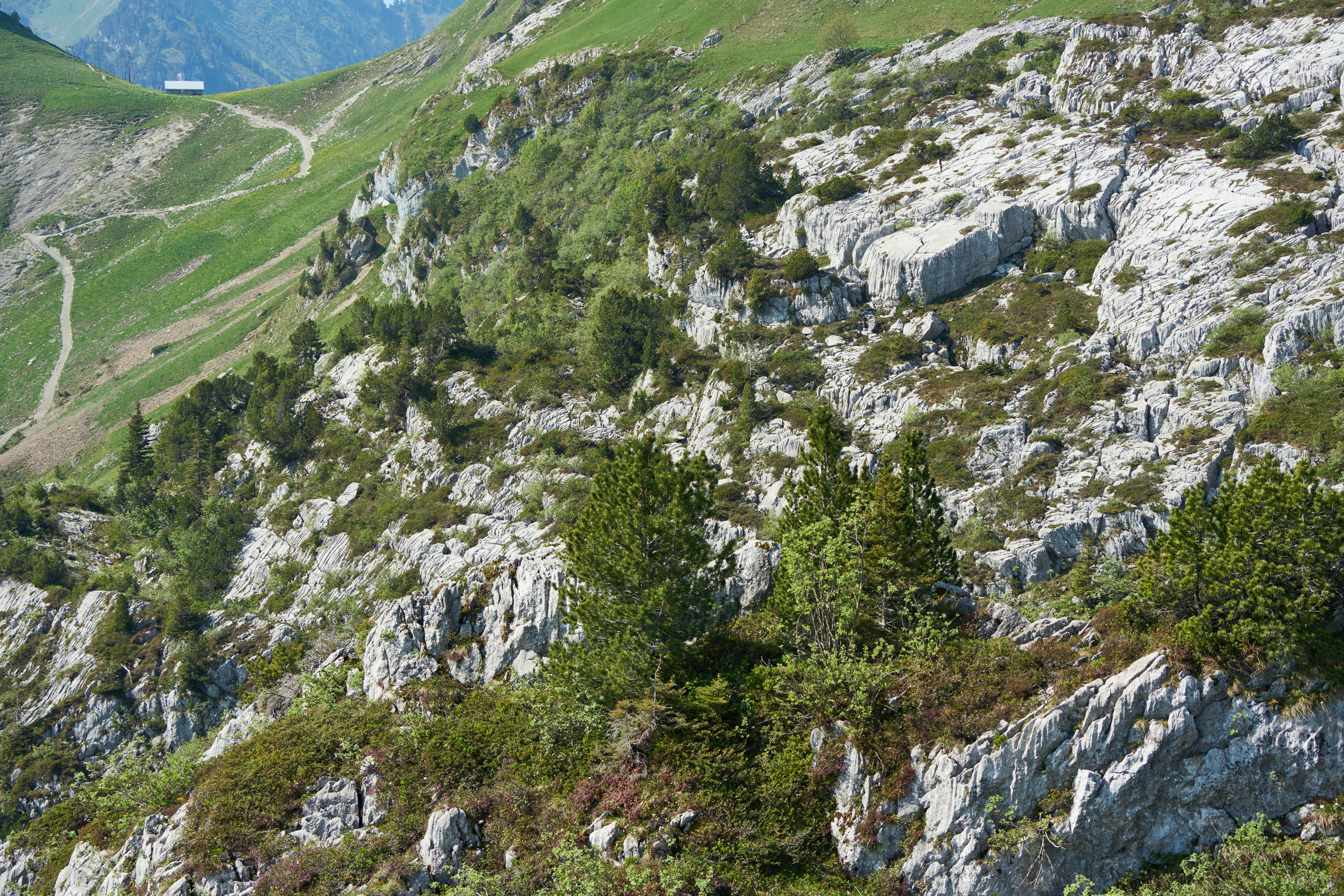 Photo by wolfgang_hasselmann