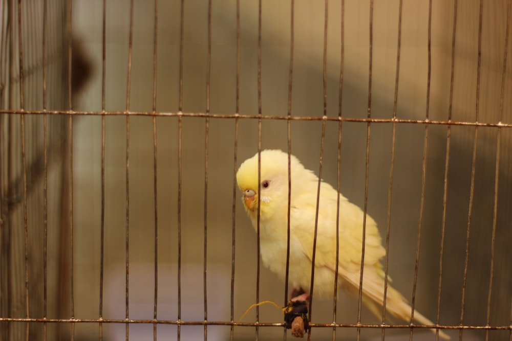 a yellow parakeet sitting in a cage
