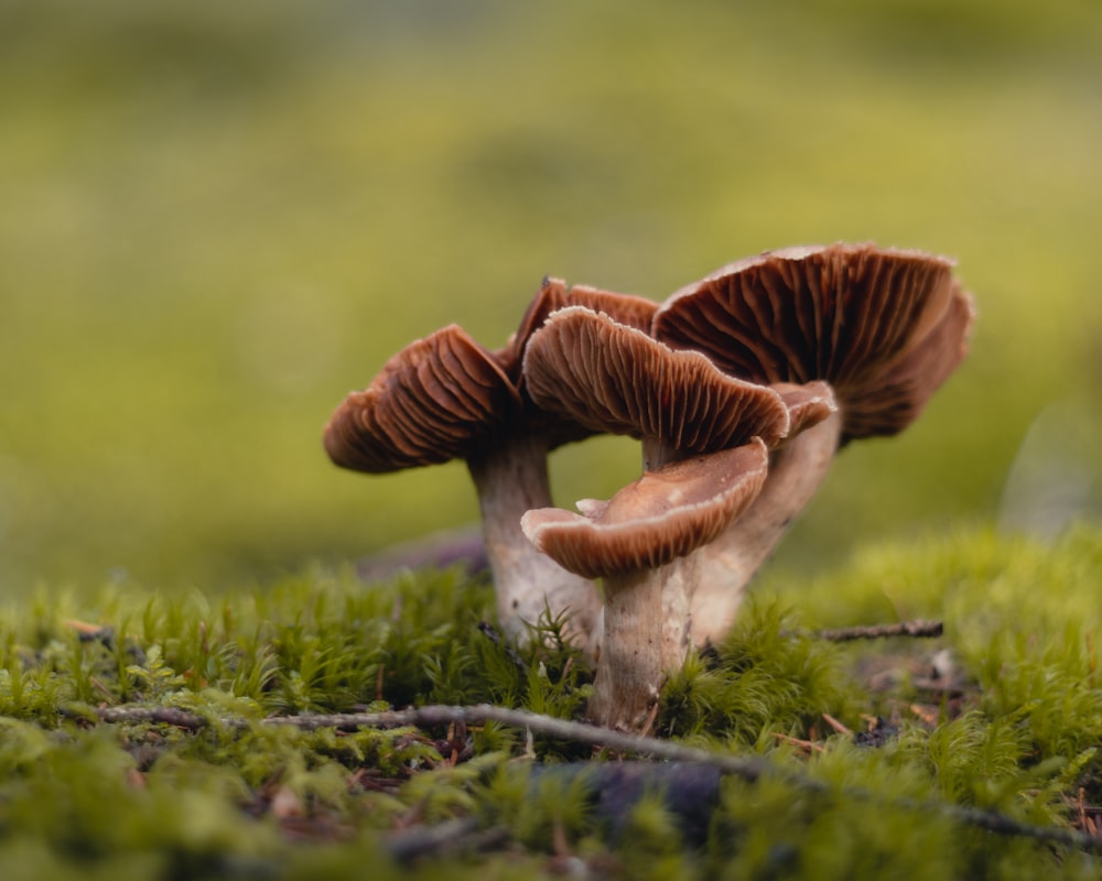 a couple of mushrooms sitting on top of a lush green field