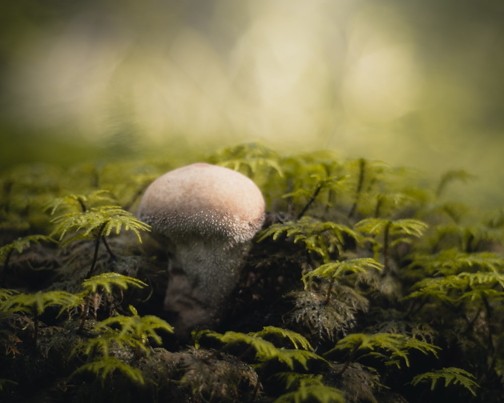 a mushroom in the middle of a forest