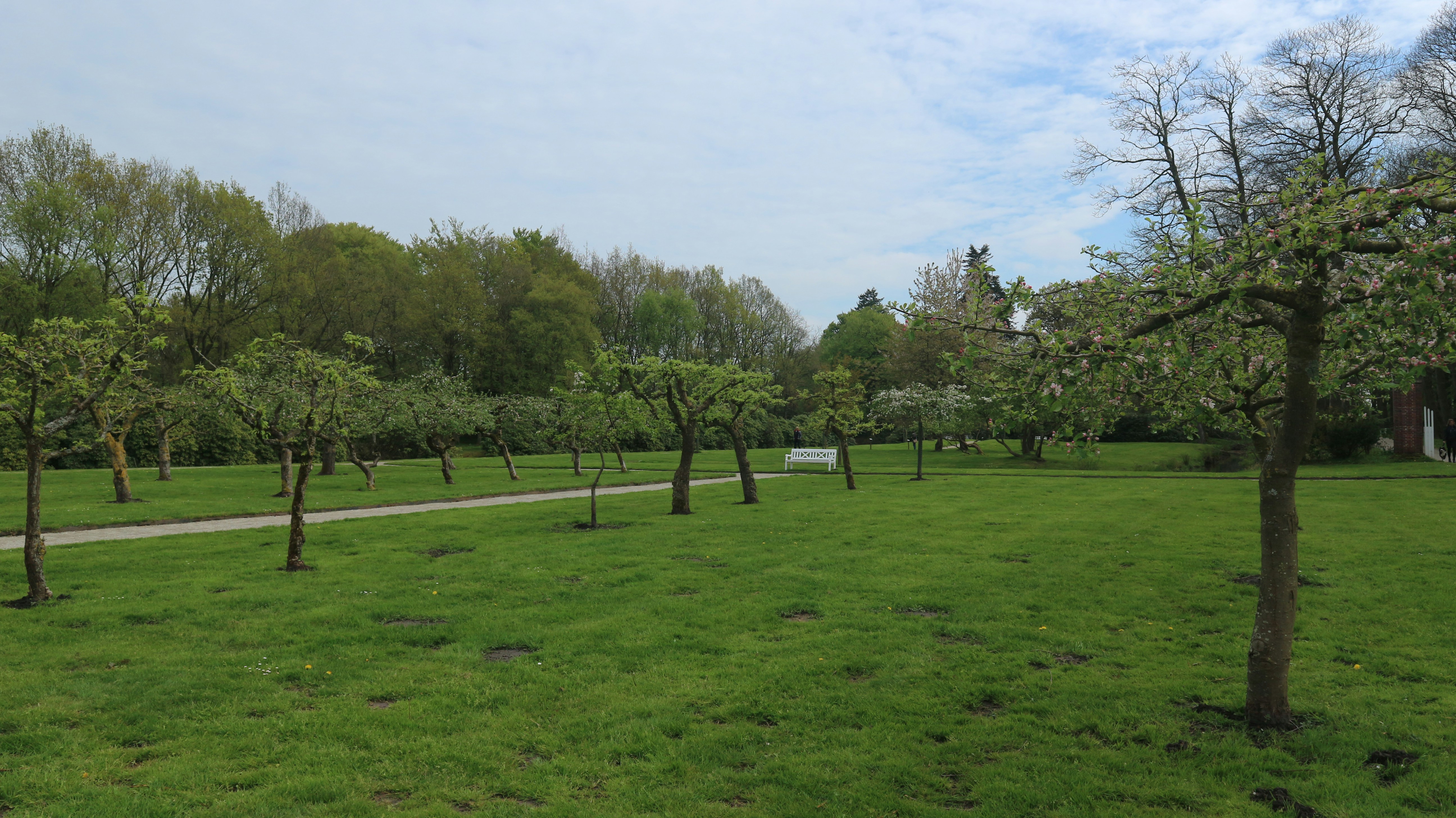 a grassy field with trees and a paved path