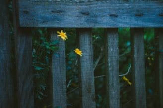 A wooden fence with vertical planks is partially covered by greenery. Bright yellow flowers peek through the gaps between the wooden slats, creating a contrast against the dark and muted tones of the wood and the green foliage.
