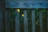 A wooden fence with vertical planks is partially covered by greenery. Bright yellow flowers peek through the gaps between the wooden slats, creating a contrast against the dark and muted tones of the wood and the green foliage.