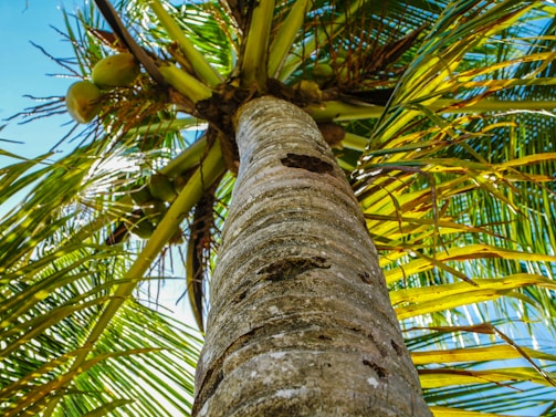 Close-up of a safety net securely attached to a coconut tree in bangalore