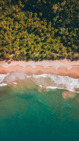 View of palm-lined Dominicus Beach with turquoise waves gently lapping the shore.