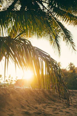Sunlight filtering through palm trees on a golden Florida beach at sunset.