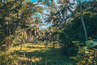 A sweeping drone shot capturing the dense, vibrant green canopy of an Indonesian sugar palm forest bathed in warm sunlight.