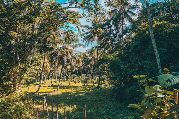 A serene Brazilian forest scene highlighting the biodiverse environment where the propolis is sourced.