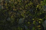 A ground-level view featuring small green plants and grass interspersed among variously sized stones and pebbles. The lighting suggests a combination of shadow and sunlight, creating a natural and earthy environment.