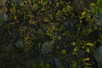A ground-level view featuring small green plants and grass interspersed among variously sized stones and pebbles. The lighting suggests a combination of shadow and sunlight, creating a natural and earthy environment.