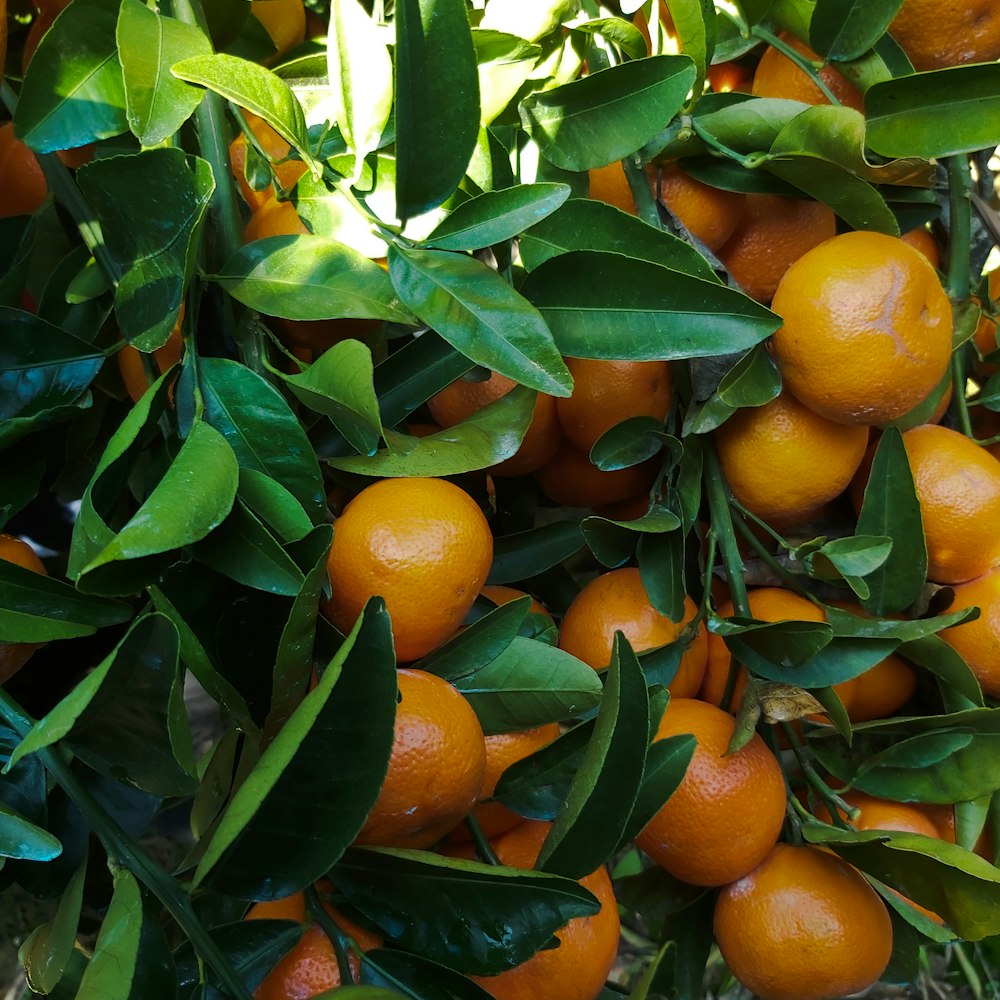 a tree filled with lots of ripe oranges