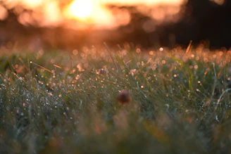 the grass is covered with dew at sunset