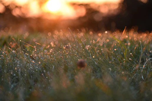 the grass is covered with dew at sunset