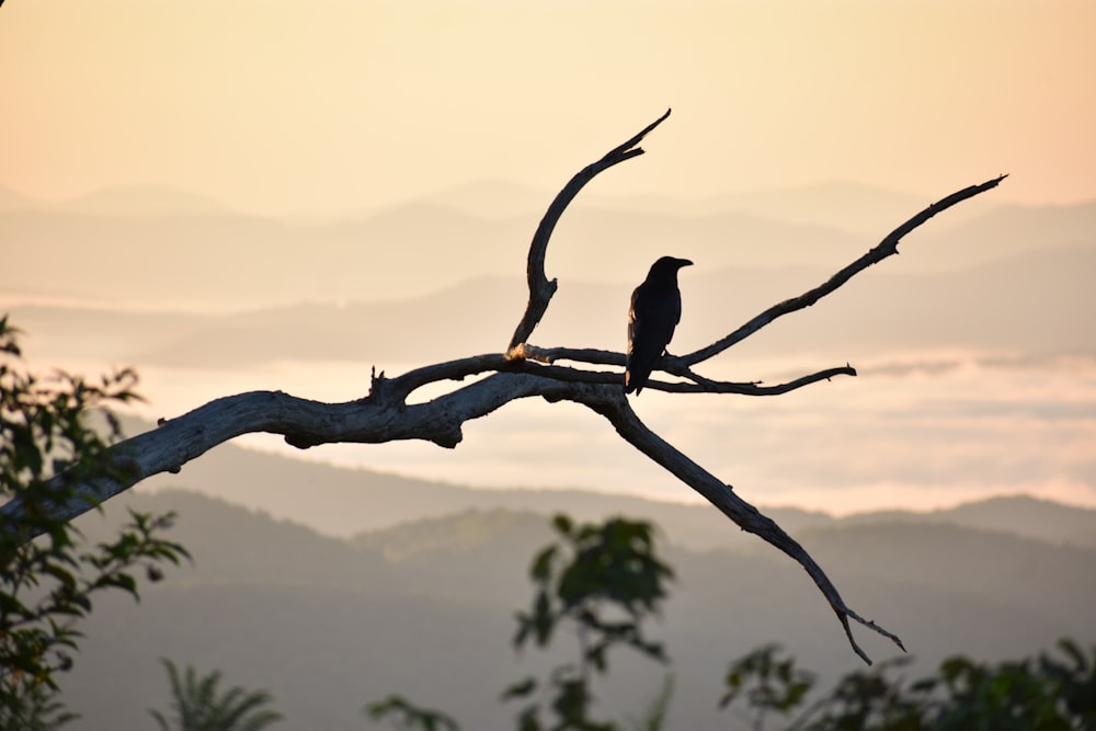 a bird is sitting on a tree branch