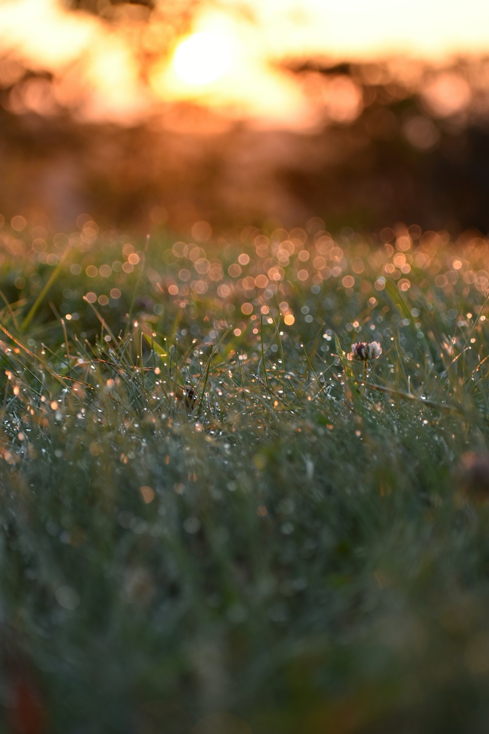 the grass is covered with dew at sunset