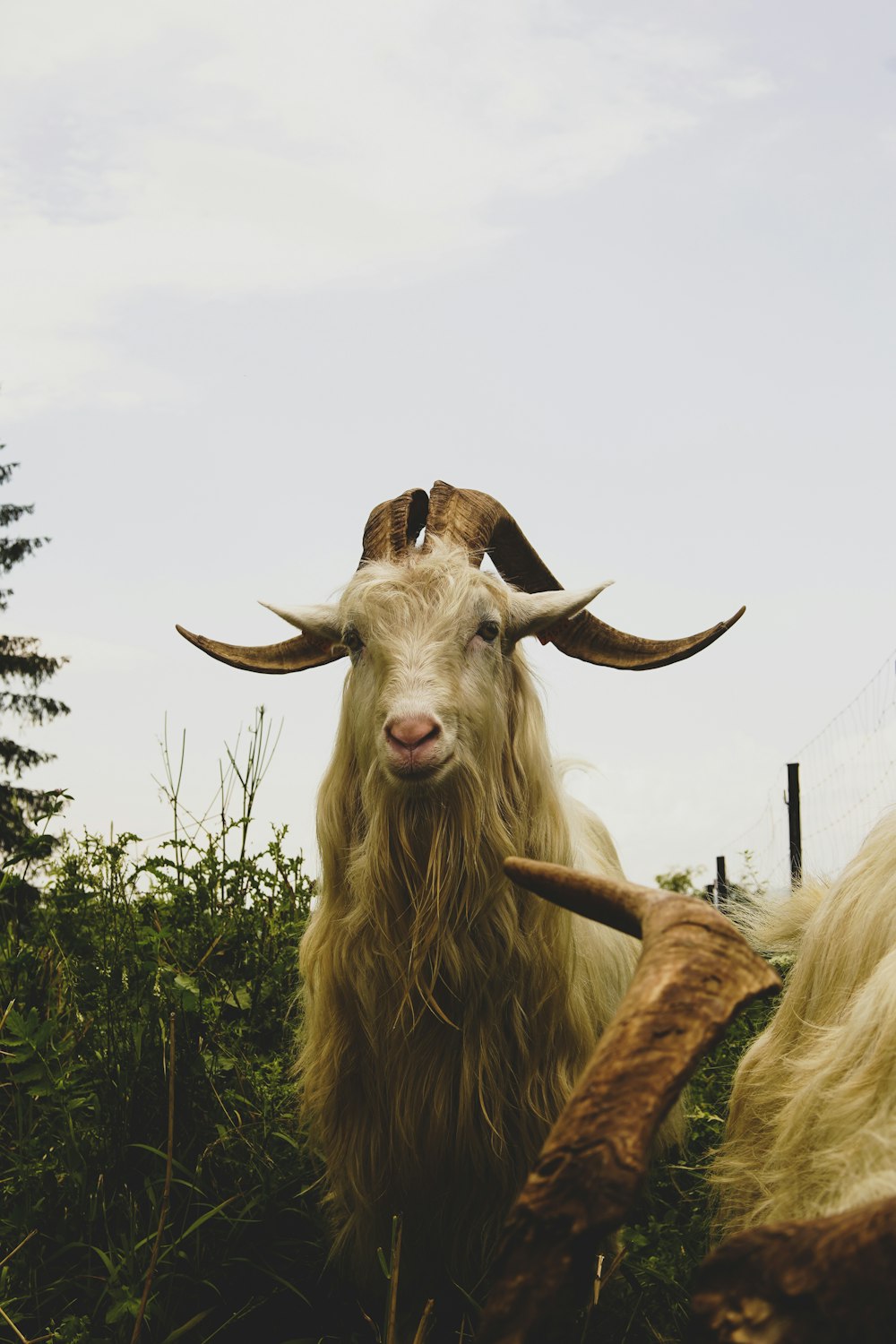 a goat with long horns standing in a field