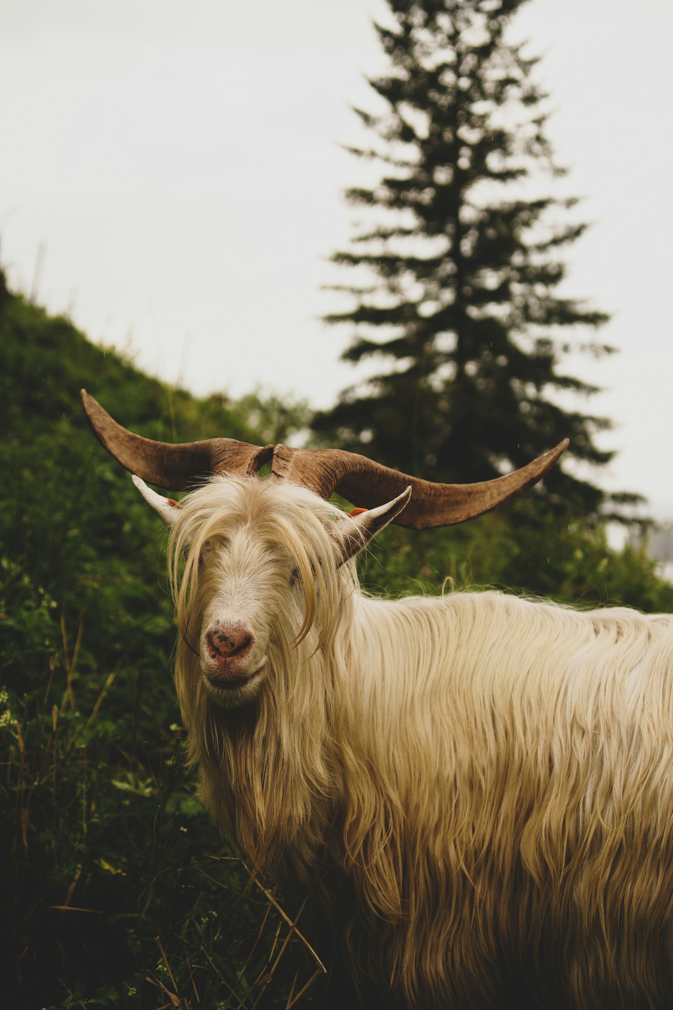 a goat with long horns standing in a field