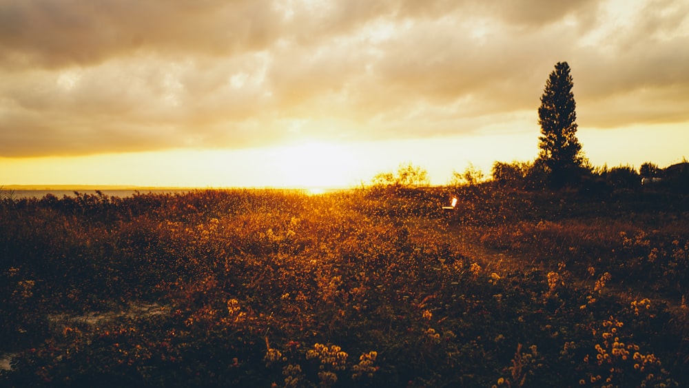 the sun is setting over a field of wildflowers