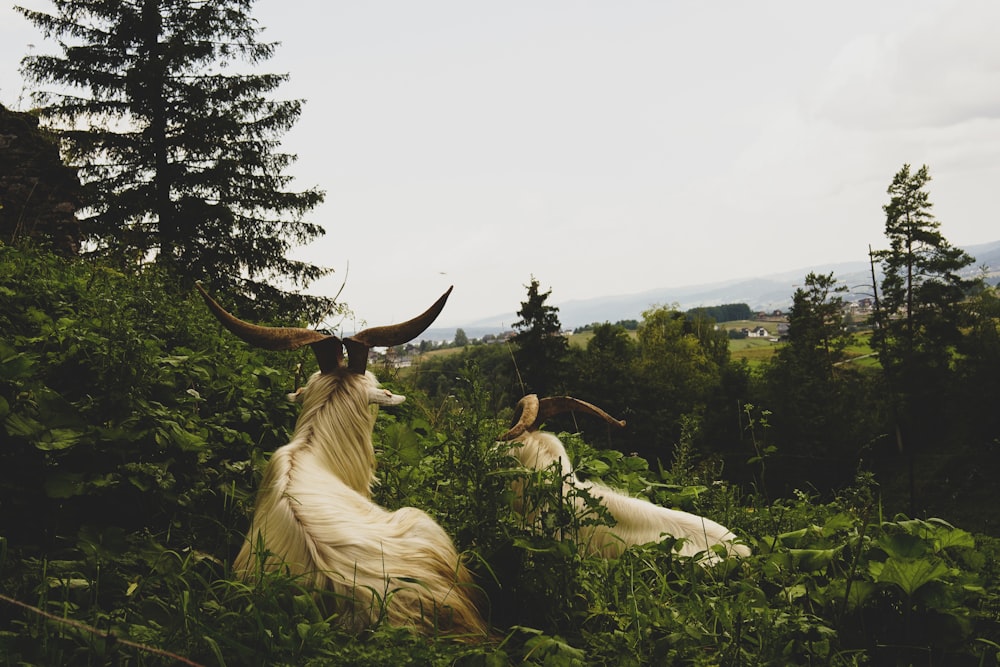 a couple of goats that are laying down in the grass