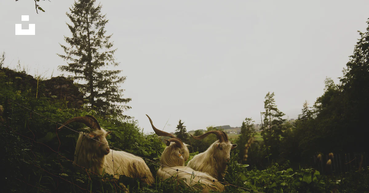 Goat In Forest A group of goats sitting in the grass photo – Free Forest Image on Unsplash
