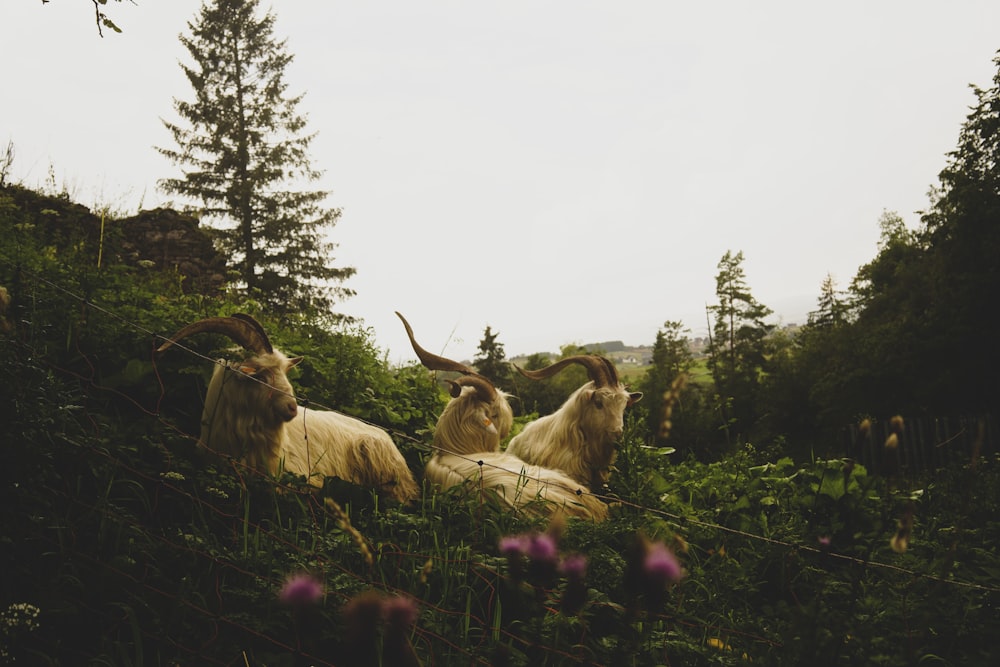 a group of goats sitting in the grass
