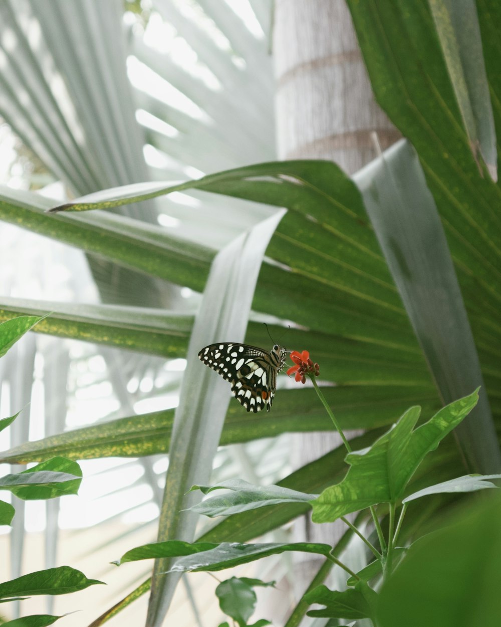 a black and white butterfly sitting on a red flower