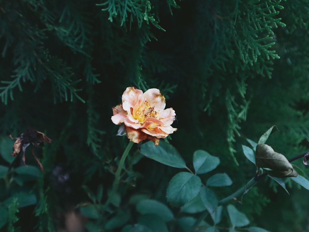 a single orange and yellow flower sitting on top of a lush green forest