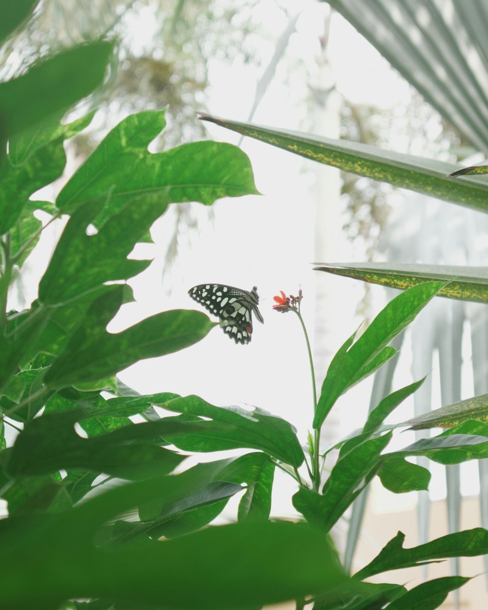 a butterfly sitting on top of a green plant