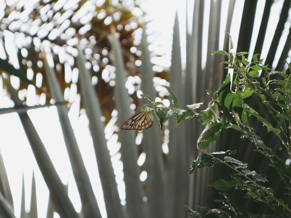 a butterfly that is sitting on a plant