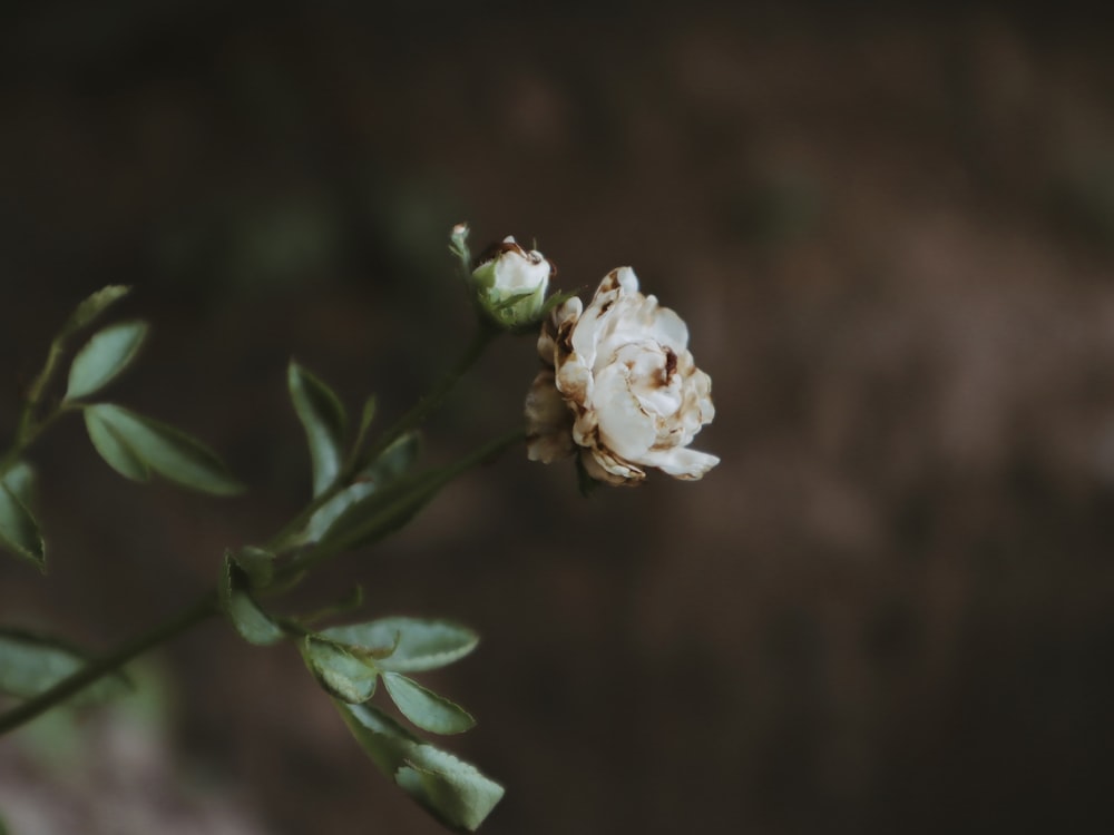 a close up of a white flower on a stem