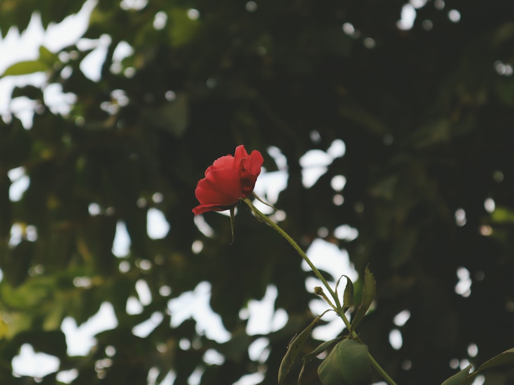 a single red rose sitting on top of a tree