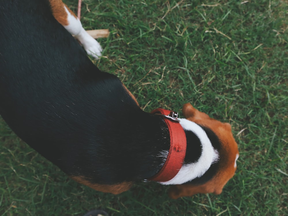 a brown and white dog standing on top of a lush green field