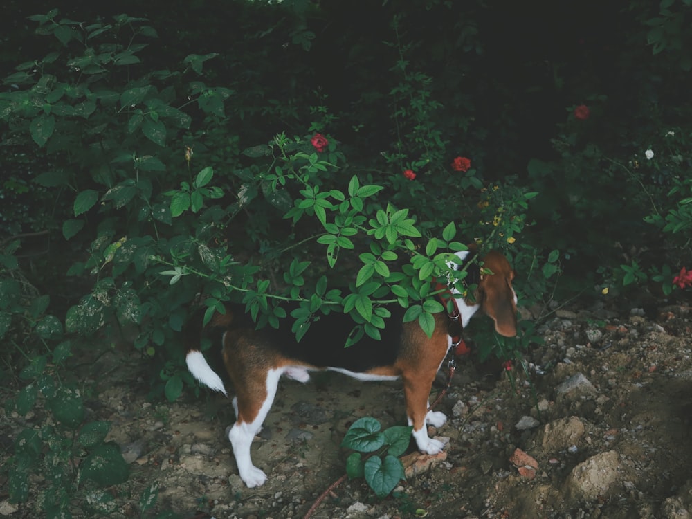 a beagle dog standing in the middle of a forest