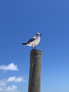 A seagull is perched on top of a weathered wooden post against a clear blue sky with a few fluffy white clouds.