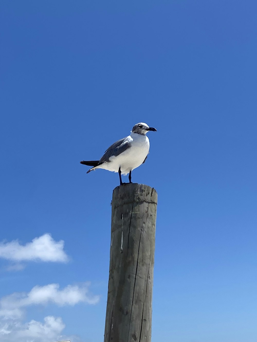 a seagull sitting on top of a wooden post