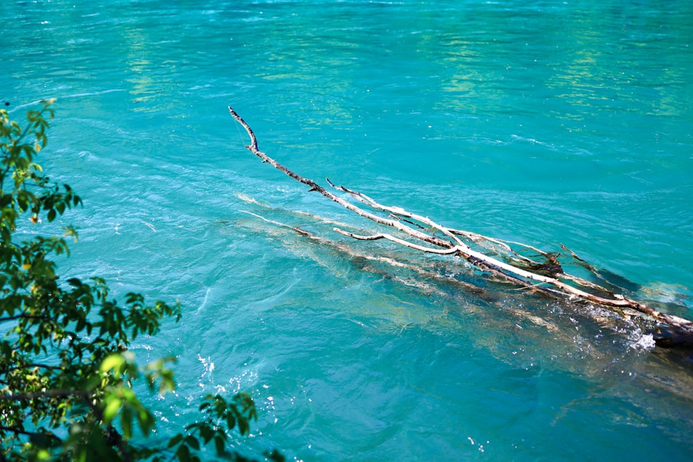 a tree branch sticking out of the water