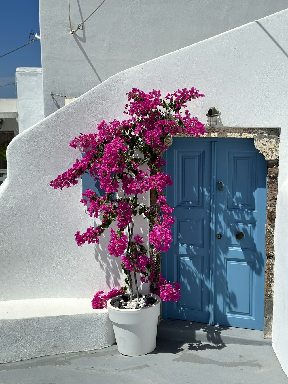 una planta en maceta con flores púrpuras frente a una puerta azul